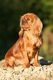 CAVALIER KING CHARLES 749